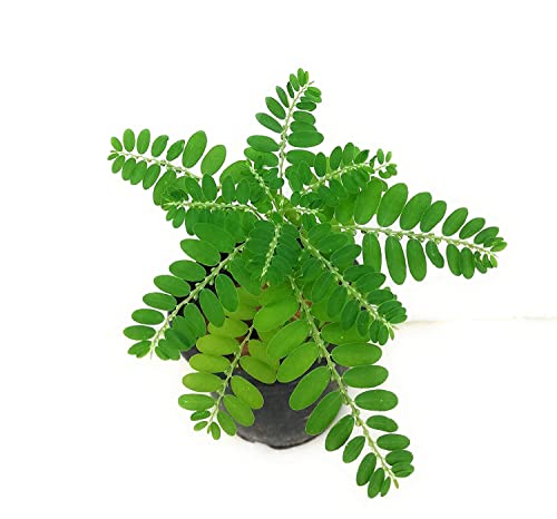 Bhoomi Amla, Phyllanthus niruri Live Plant, Bhui Amla, Tamalaki, Phyllanthus Niruri Living Plant (B0BLYTFH56) Amazon Price History, Amazon Price Tracker