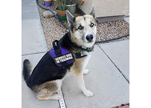 Doggie Stylz Service Dog In Training Vest With Hook And Loop Straps And Handle – Harness Comes In Sizes Xxs To Xxl – Three Colors – Dog Harness Features 2 Reflective Patches (Girth 12”- 16" Purple) #TOP6