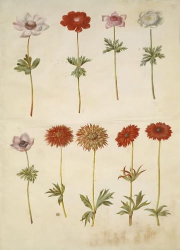 Affiche Artistique Anémone Coronaria Holtzbecker Toile Décoration du Salon Chic