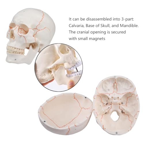 Image of Human Skull Life Size Number Anatomical Model 3 Parts and Painted Sutures 55 Label | 1:1 Full Size,Medical Students and Science Education,Anatomy Study Course,Realistic Skull Model