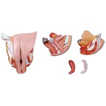 Medical Anatomical Female Genital Organ, 4-Part, Numbered, Life Size
