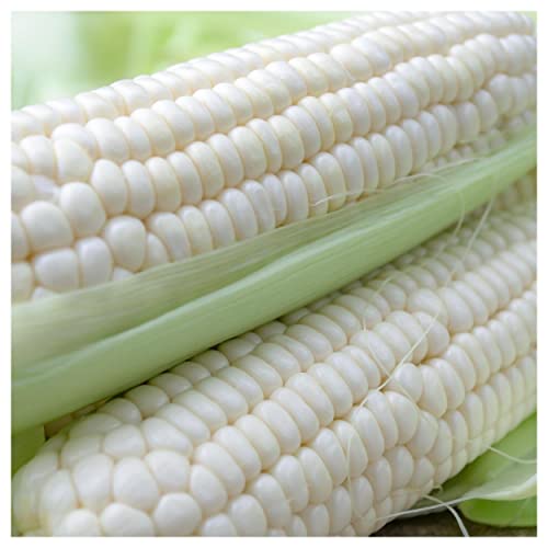Everwilde Farms - 100 Silver Queen Hybrid Sweet Corn Seeds - Gold Vault Jumbo Seed Packet #TOP2