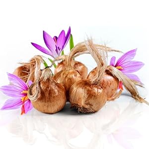 K Karkom Safranzwiebeln 500g – Safran Krokus Zwiebeln