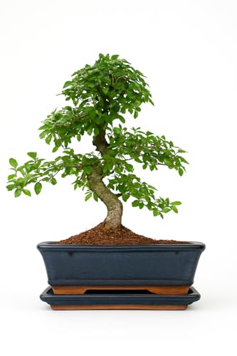 Chinese Elm Bonsai Tree - You Choose (9yr Chinese Elm)