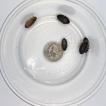 400 ct Medium Dubia Roaches | 1/2-3/4 Inch | Live Arrival | Shipped in Mesh Bag