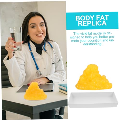 Modèle de graisse corporelle avec socle pour motiver vos patients - 6