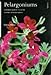 Produktbild PELARGONIUMS