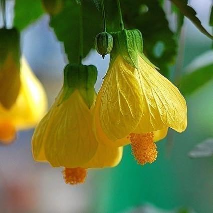 Lantern Plant/Live Tropical Flowering Houseplant/Lantern hibiscus Flower plant/Outdor/Indoor Plant for Decorative Unique Flower plant for Home garden balconies (Pack of-1) A_8-image-3