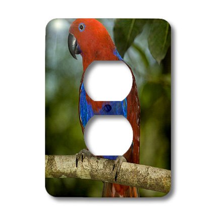 Papouasie-Nouvelle-Guinee Eclectus Parrot cache double prise murale decor oiseau
