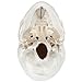 Axis Scientific Human Skull Model for Anatomy Life Size, 3-Part Anatomy Skull Includes Skull Cap with External and Interior Structures, Includes Detailed Product Manual, Skull for Anatomy