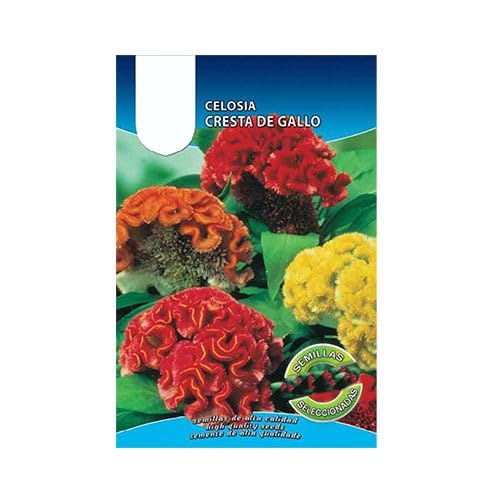 Celosia Cristata Sobre de Semillas de Amaranta Cresta de Gallo