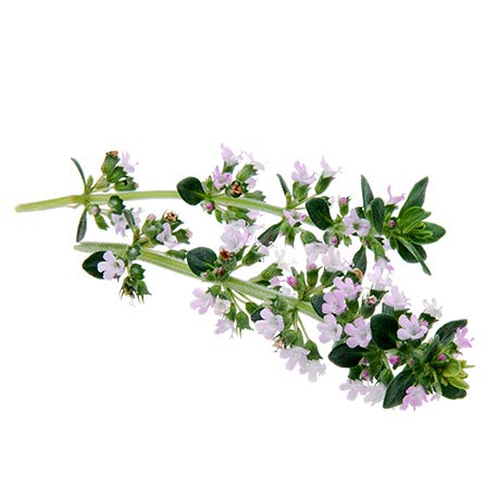 BIO - Aceite Esencial TOMILLO MARROQUÍ - 10mL - 100% Puro, Natural, Quimiotipado y Certificado AB - AROMA LABS (Marca… - Imagen 3