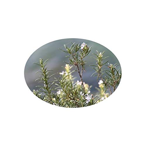 L'Herbôthicaire Tisane Romarin Bio 80g