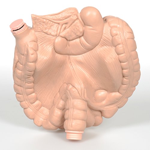 Image of 3B Scientific XP037 Intestine with Ostomy,Grade: 1 to 12, 6.87 inch Height, 6.62 inch Wide, 8.8699999999999992 inch Length