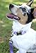 Country Brook Petz Premium Nylon Dog Collar with Metal Buckle for Small Medium Large Breeds - Vibrant 30+ Color Selection (Medium, 3/4 Inch, Lavender)