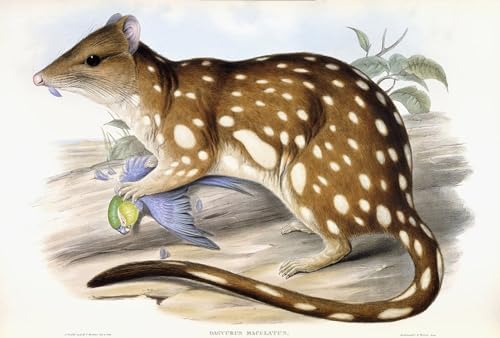 Tigre quoll par John Gould poster art mural animal moderne 60x90cm