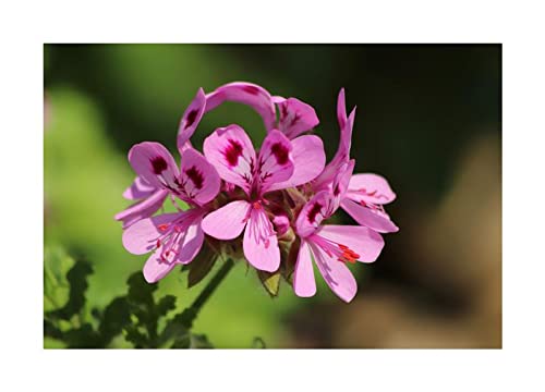 Stk - 5x Pelargonium glutinosum Geranie Garten Pflanzen - Samen B62 - Seeds & Plants Shop by Ipsa