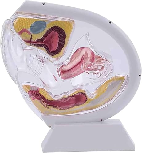 Modèle pédagogique d'utérus transparent avec bassin et rectum intégrés
