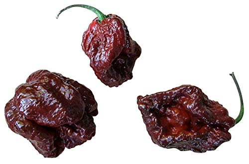 10 Sementes 7 Pot Castanho (7 Pot Braun) por Samenchilishop