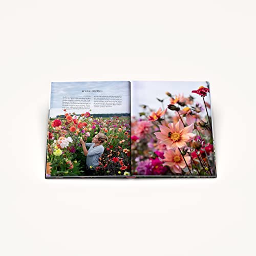 Floret Farm's Discovering Dahlias: A Guide to Growing and Arranging Magnificent Blooms (Floret Farms x Chronicle Books) - Image 16