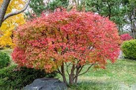 Image of Japanise Maple Acer Palmatum Tree Seeds
