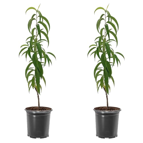 Red Haven Peach Tree, Freestone Pit, Heavy-Bearing, Cold Hardy, 1 gal Nursery Pot, 1-2 ft Tree Height (Due to Agricultural Laws, we Cannot Ship to CA, AZ, AK, or HI), 2 Trees