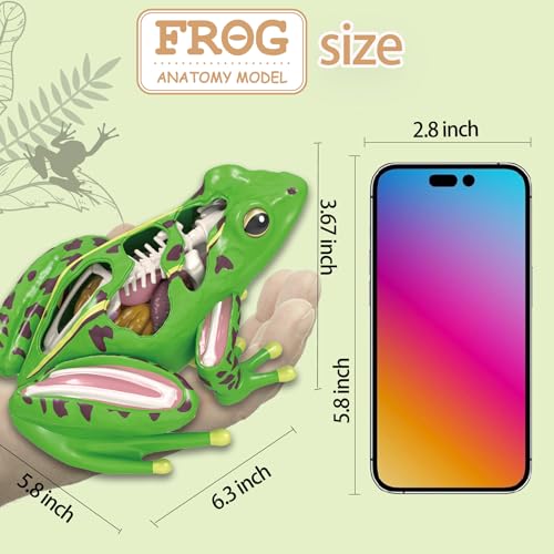 Image of LUCKY GUESS 4D Frog Anatomy Model 23-Part Puzzle with Flash Cards | 23 Part Puzzle, 11 Knowledge Flash Cards, Detachable Organs and Body Parts, Educational Medical Clinic Teaching Equipment