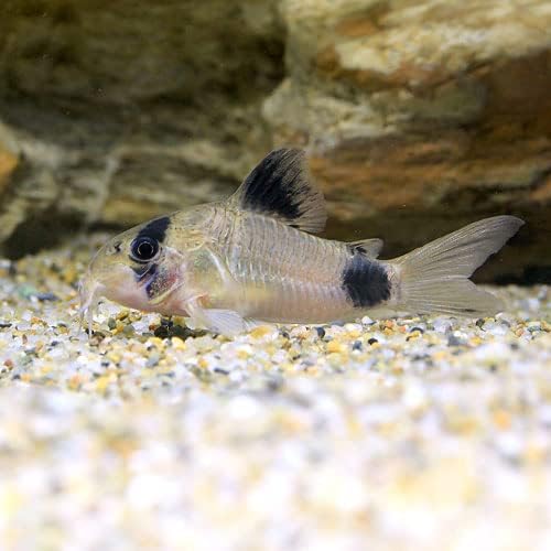 宝物特大黒野生ワイルドカブトムシ標本79mm頭角幅19mm胸角幅4.6mm