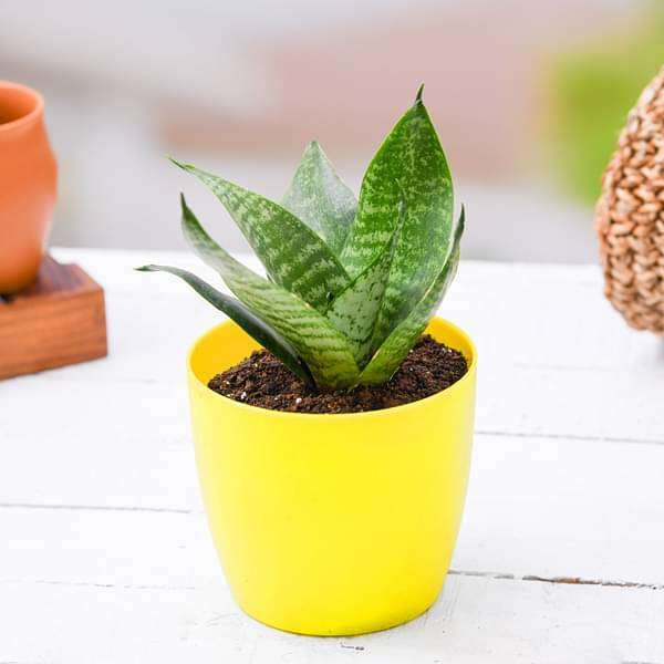 Mphmi Plant Sansevieria trifasciata Hahnii, Snake Plant - Plant Birds Nest Sansevieria, Golden hahnii (B08T8BP4V6) Amazon Price History, Amazon Price Tracker