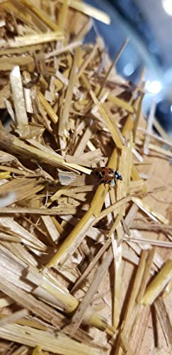 Clark&Co Organic 1500 Live Ladybugs - Good Bugs for Garden - Pre-Fed Hippodamia Convergens for Insects - Guaranteed Live Delivery!