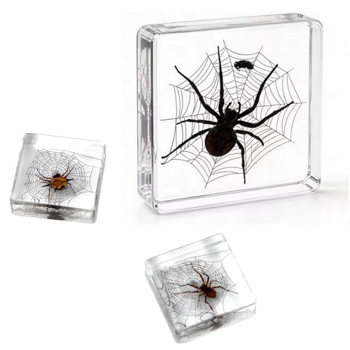Image of Taxidermy Spider, 3pcs Insect Spiders Specimens in Resin for Closer-Look & Study in Safe Healthy, Novelty Fun & Educational for Classroom Teaching, Home Office Display (XS Size x2 + M Size x1)