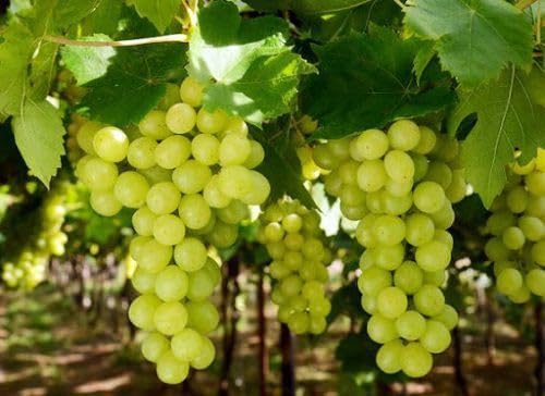 Grape plant(Model name-Tas-A-Ganesh) (B0CDS8CNFB) Amazon Price History, Amazon Price Tracker