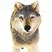Safari Ltd. Gray Wolf Figurine - Realistic 4
