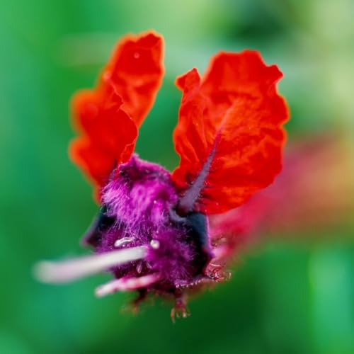 Bat-Faced Cuphea (Cuphea llavea) - Pack of 2 (Two) - 5-9" Li...