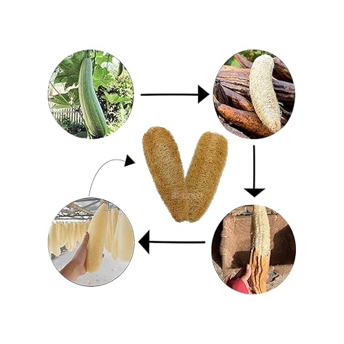 Image of Natural Loofah Sponge Body Scrubber 1 Piece - Luffa Bath scrub is Body Cleansing Removing Dead Skin Cells and Revitalizing Softer New Skin - Peerkangai Naar (Big Size)
