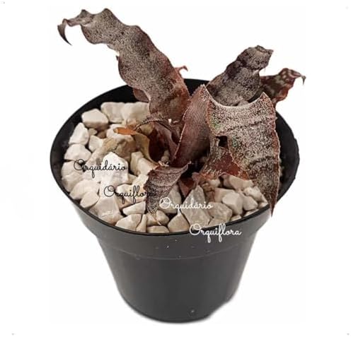 Muda Bromelia Cryptanthus Planta Mármore Com Vaso