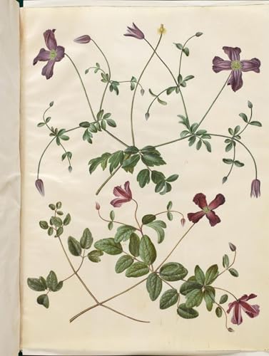 Póster de lienzo Clematis Viticella Hans Simon Holtzbecker 60x90cm
