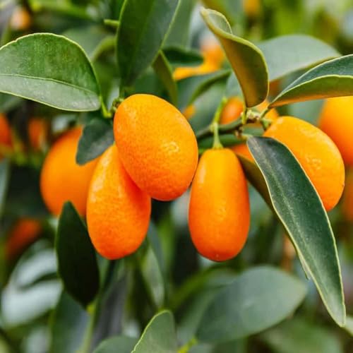 Image of All-Time12 Months Hybrid Grafted Guti Kolom Live Fruit Plant Original & Authentic Organic Tree for Outdoor Fast-Growing Fruit Plant Home Pack Of-1 (Sweet Lemon Fruit Plant, Medium)
