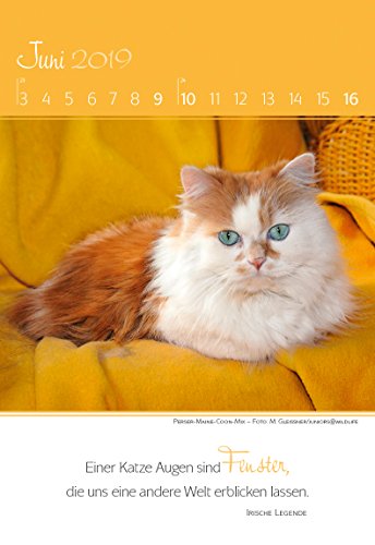 Literaturkalender Katzen 2019