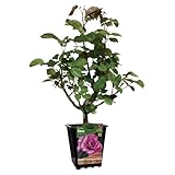 Rosal de Flor Grande Rosa Natural una Pincelada de Color para tu Patio