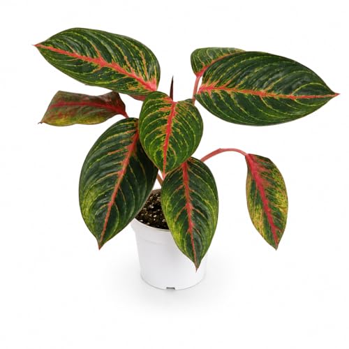 Agloanema Garnet House Plant, Chinese Evergreen Live Plant for Indoor