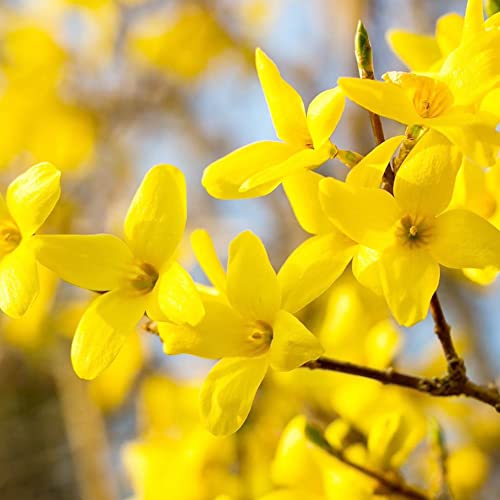 Forsythia Seeds Golden Bells Low Maintenance Fast-Growing Ornamental Attracts Bees & Butterflies Drought Tolerant Hedge Screen Border Outdoor 55Pcs Shrub Seeds By Yegaol Garden #TOP25