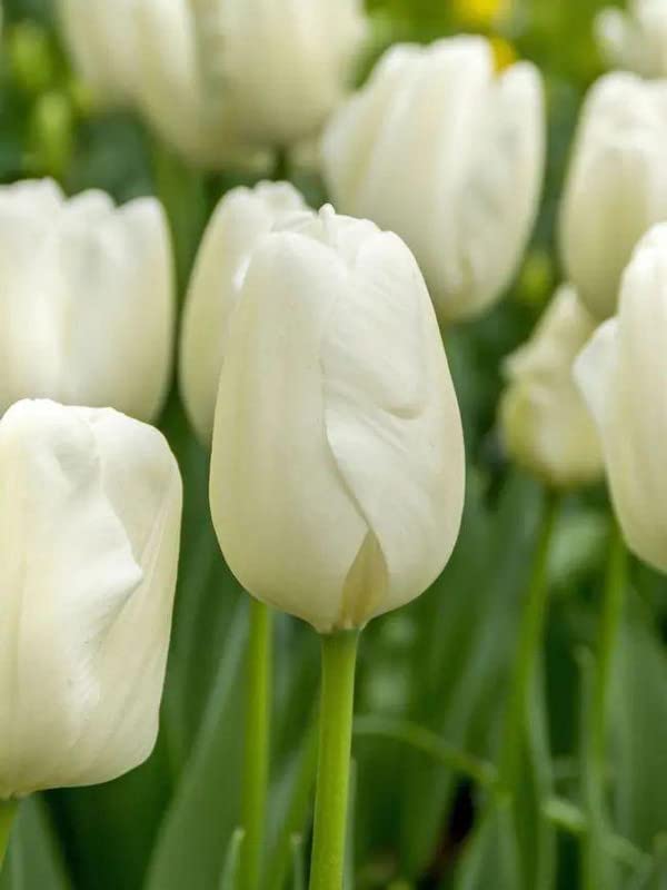 Radha Krishna Agriculture® 3pcs Tulip Bulbs Tulip White Tulips