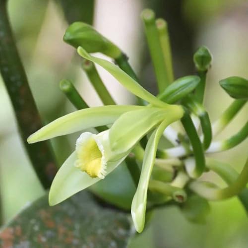 Vanilla Bean Plant Seeds, Tropical Garden Companion, Palm pairings, Exotic Landscape fillers 50pcs