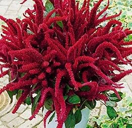 Amaranth Amaranthus Paniculatus Exotic Seeds for Planting in Your Garden About 400+ Seeds