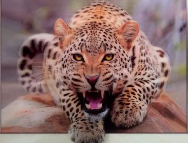 5D cheetah wallposters for home and office decor 30 * 40Cms Naturistic