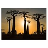  Stickers muraux déco photo 118,90 x 84,10 cm Baobabs de Madagascar N° H10058M_NS1A0