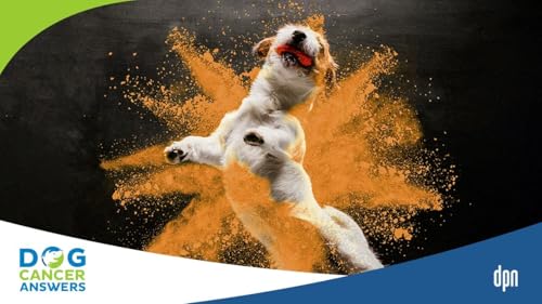 Curcumin for Cancer in Dogs | Dr. Jessica Tartof #225 Podcast Por  arte de portada