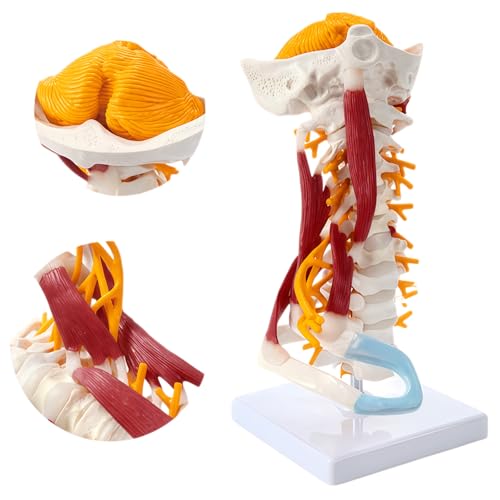 Image of Advanced Cervical Spine Model with Brainstem, ligaments, Ribs,1:1 Anatomical Neck Spine Model for Teaching, Clinic Demonstration, Education