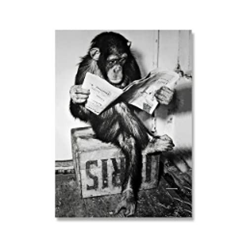 Affiche de toile de singe drôle lecture journal 35x50cm
